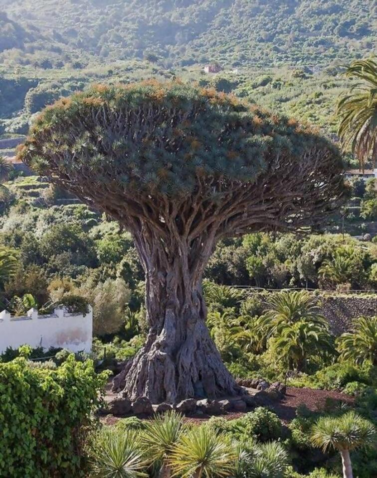 イコー・デ・ロス・ビノスTerraza Centrico Pueblo Aparcamiento Cercaアパートメント エクステリア 写真